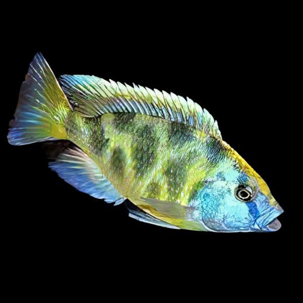 Ikanesia - Ikan Hias Venustus Cichlid 7-8 cm
