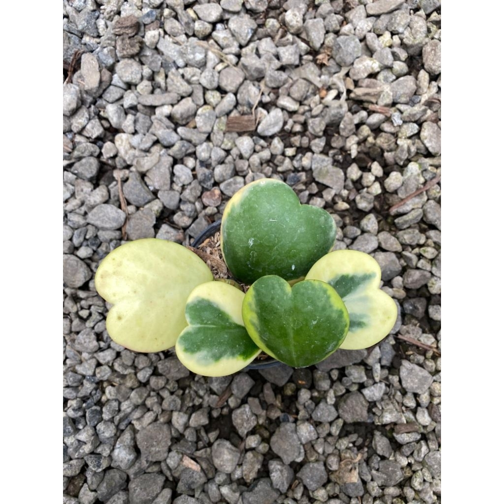 Tanaman Hoya Kerii Love Variegata Cluster