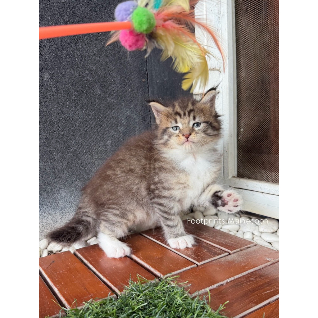 Kitten Mainecoon Kucing Maine Coon