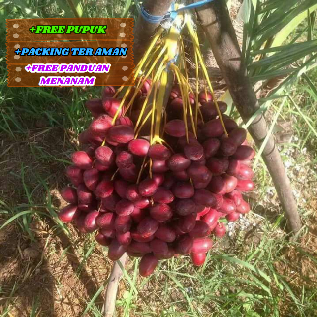 Bibit / Pohon Kurma Ajwa Arab Unggulan