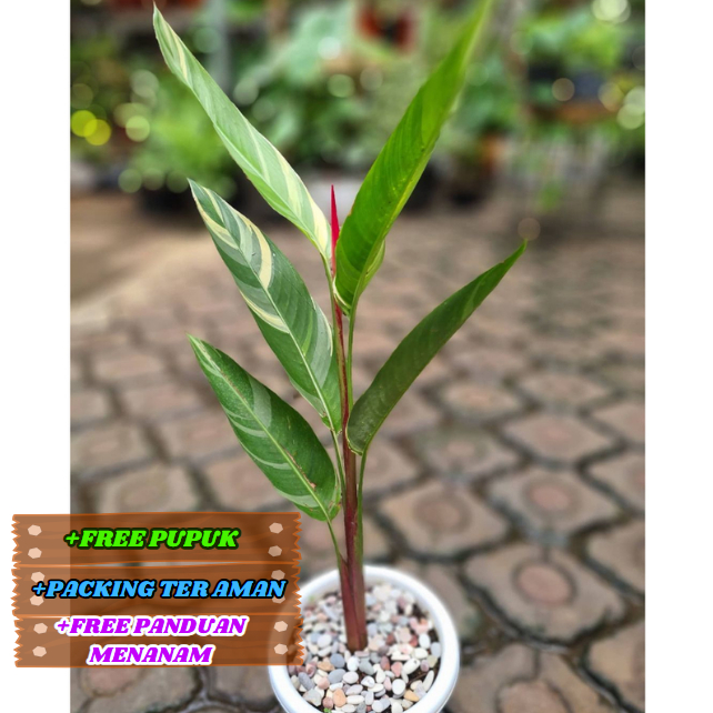 Tanaman Hias Heliconia Varigata Asli / Pisang Pisang an Varigata Cantik Banget..