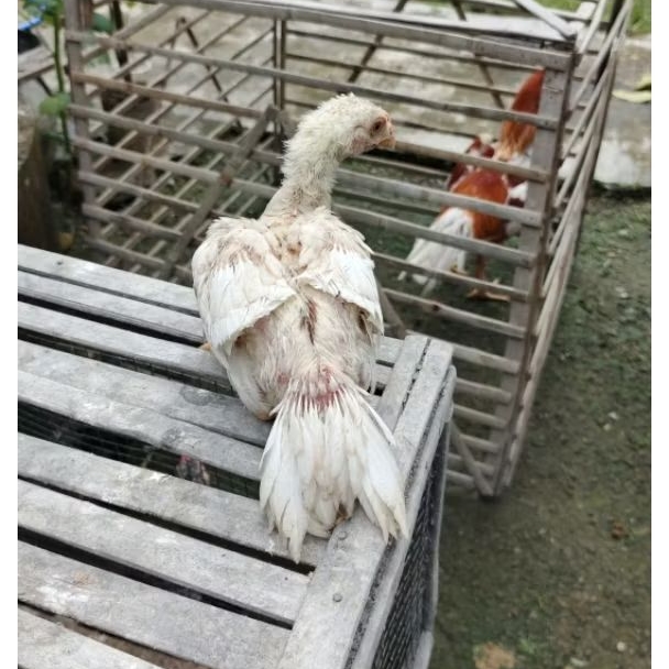 Ayam hias ekor lidi ekor super kaku kualitas jos jis