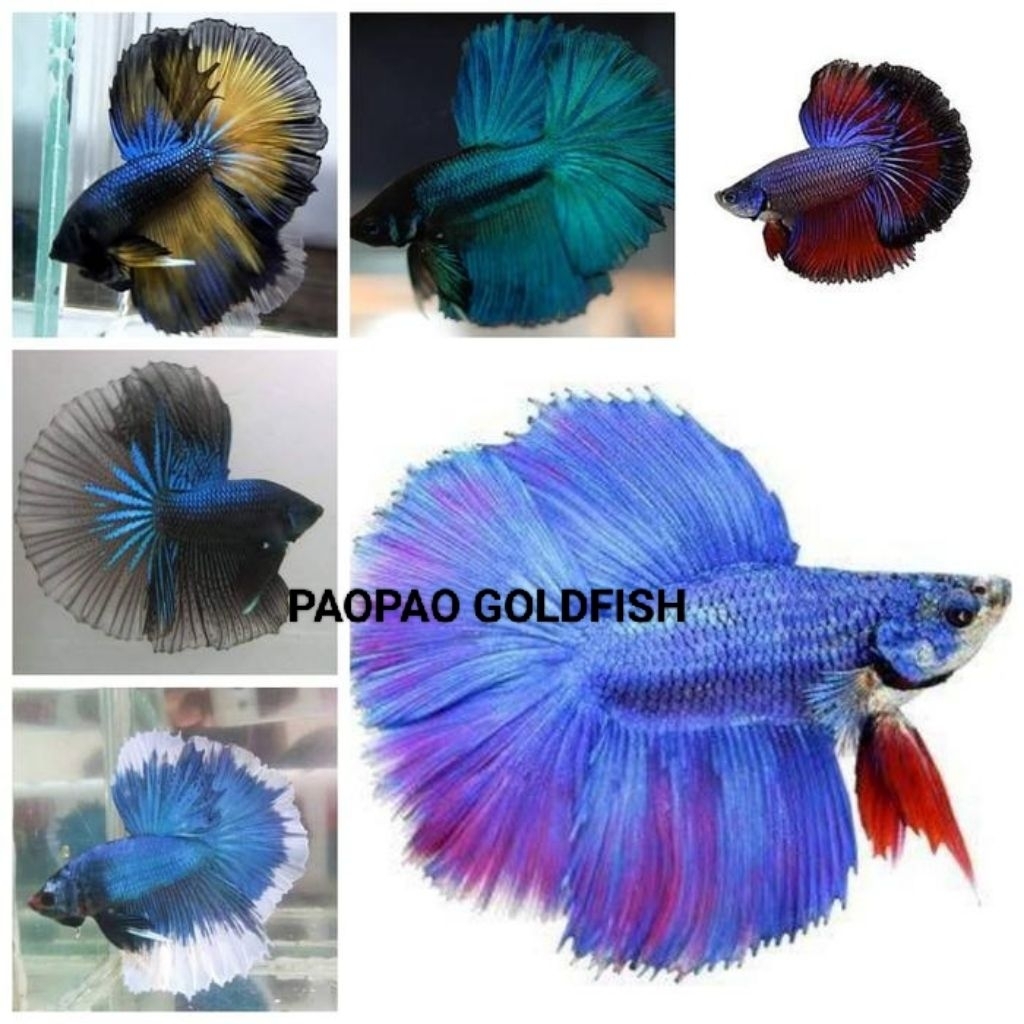 cupang HM cendol (botolan) warna mix