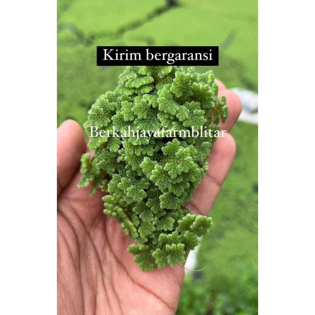 Azolla Segar 500 Azolla azzola azzolla pakan alternatif ikan nila gurame dan unggas ayam bebek