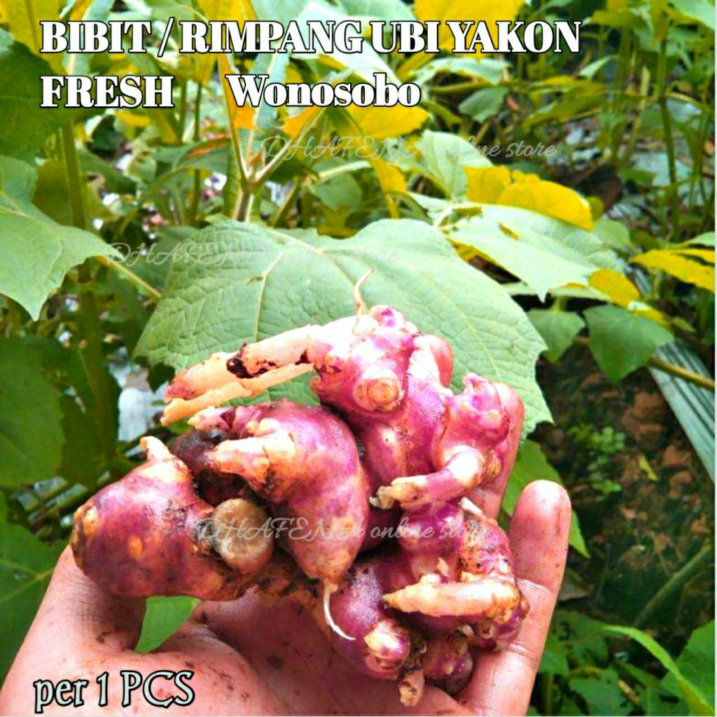 Bibit Ubi Yakon Sudah Bertunas dengan Media Tanam Siap Tanam / Bibit Rimpang Umbi Yakon Siap Tanam F