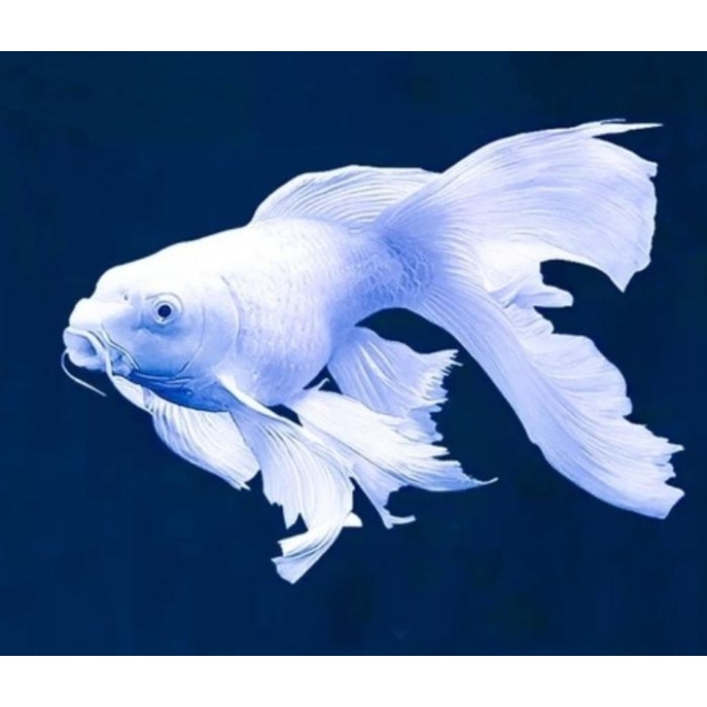 Aksesoris Aquarium Stiker Koi Slayer Platinum Short Body VIP Import Cina Size 20 cm Hiasan Akuarium 
