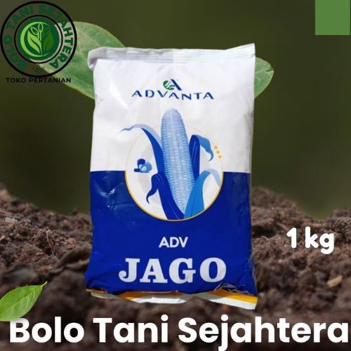 BENIH JAGUNG HIBRIDA ADV JAGO 1 KG - Bibit Jagung Advanta Original Tahan Bulai