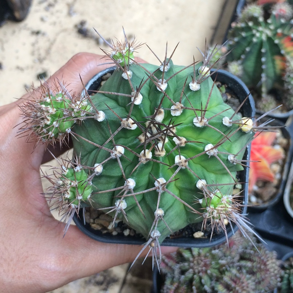 gymnocalycium mihanovichii miha hybrid banyak anak kaktus gymno jumbo kaktus pemula hadiah gift kado