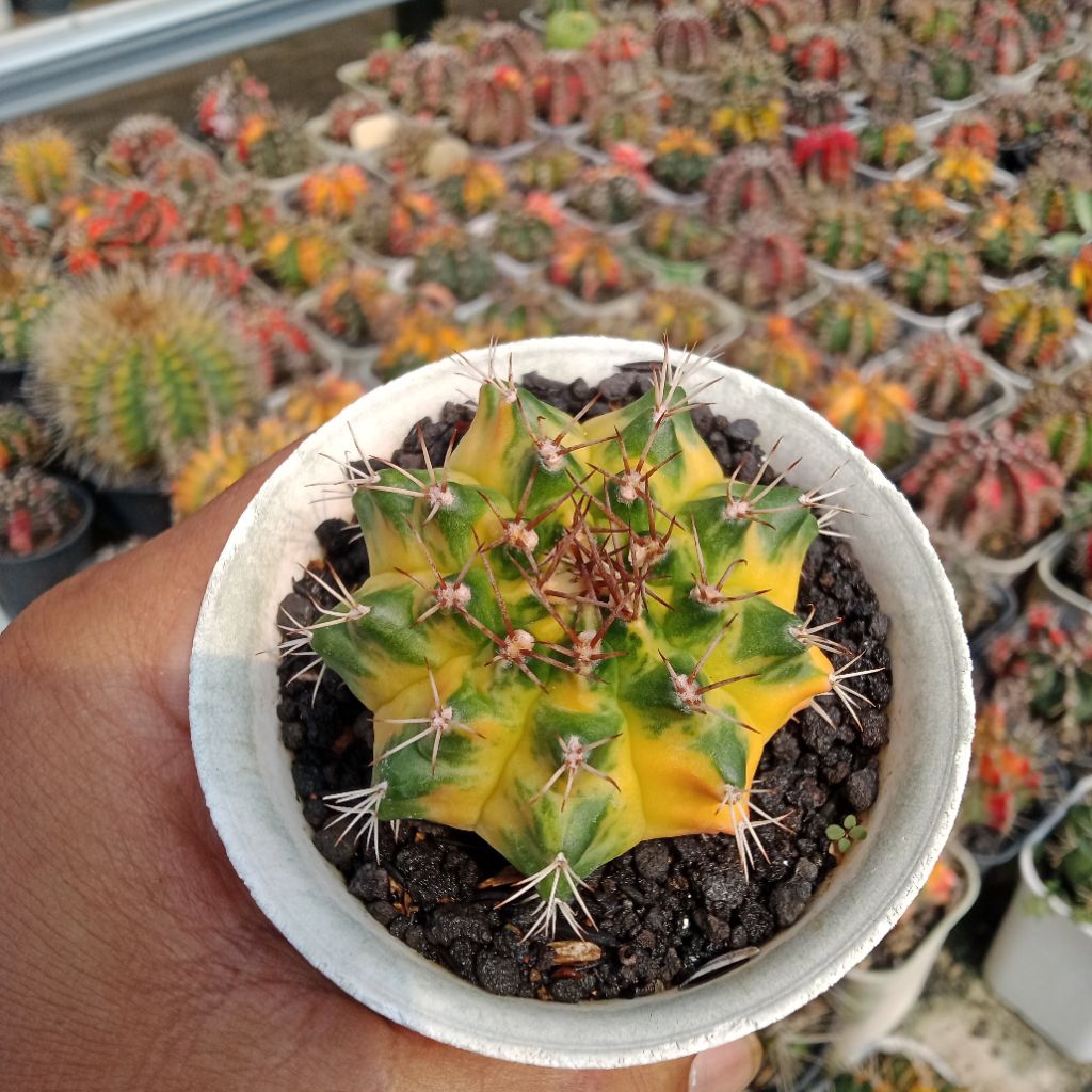kaktus gymnocalycium moonradius