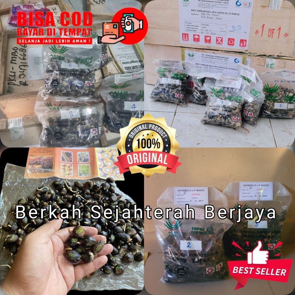 bibit kecambah sawit TOPAZ/ASIAN AGRI