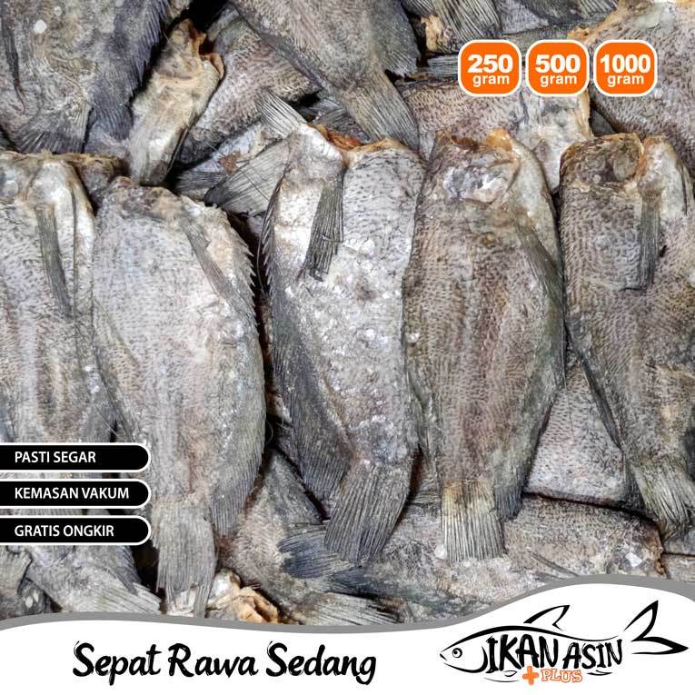 Ikan Sepat Rawa Ukuran Sedang Segar Fresh Kemasan Vakum Aman Ikan Asin Plus