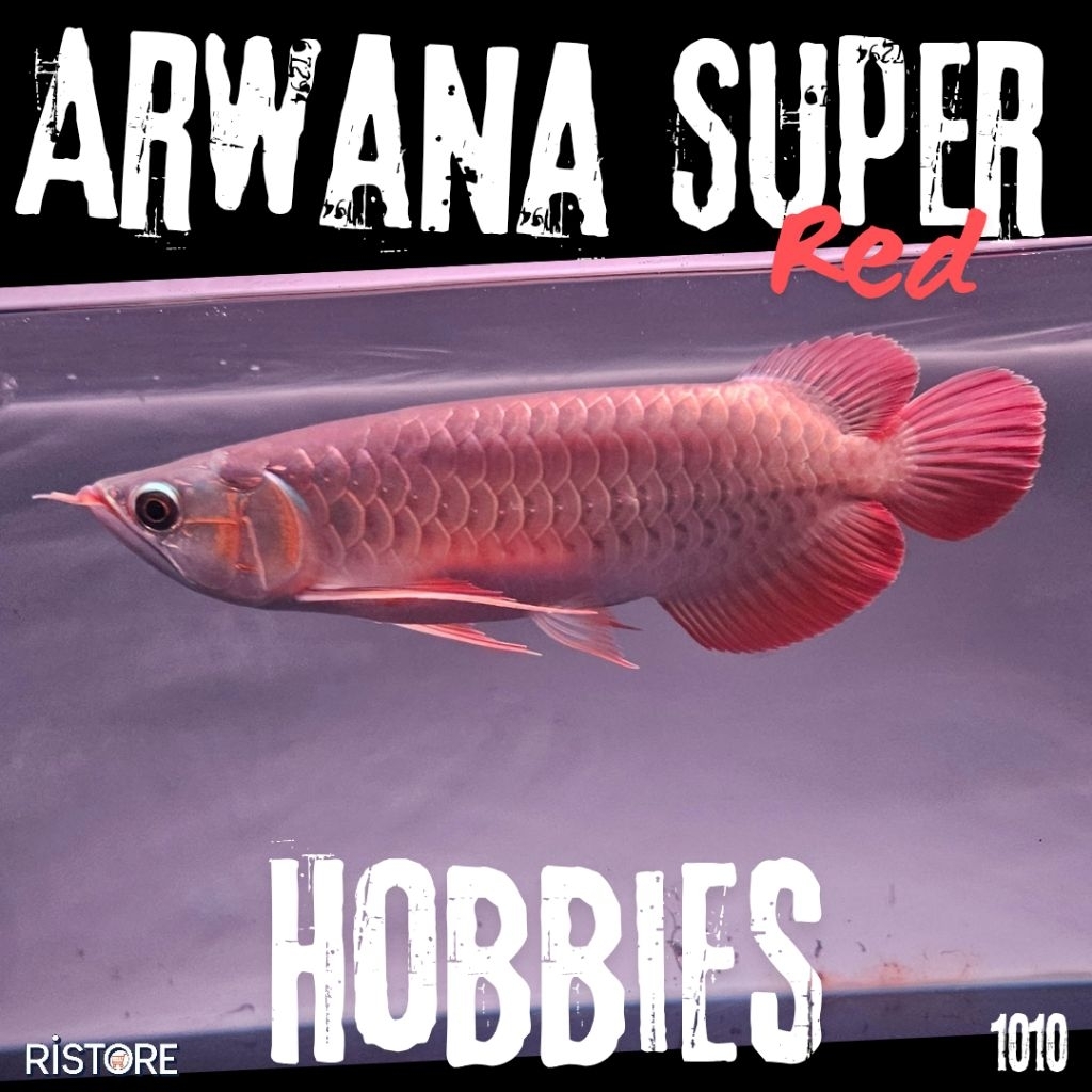 Arwana Super Red 35cm Special Quality Hobbies