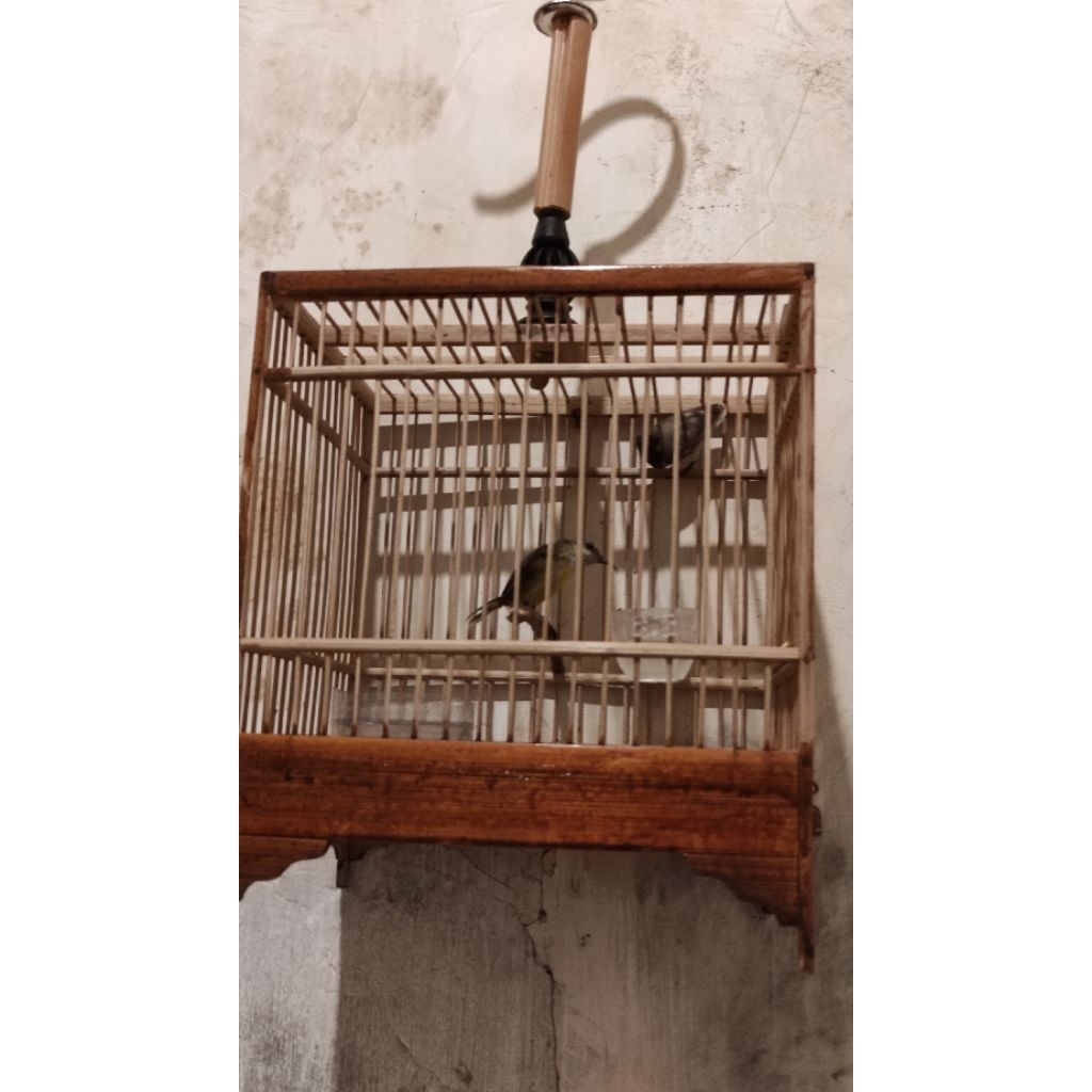 Sangkar minimalis bambu untuk burung sogon pleci ciblek prenjak dlll