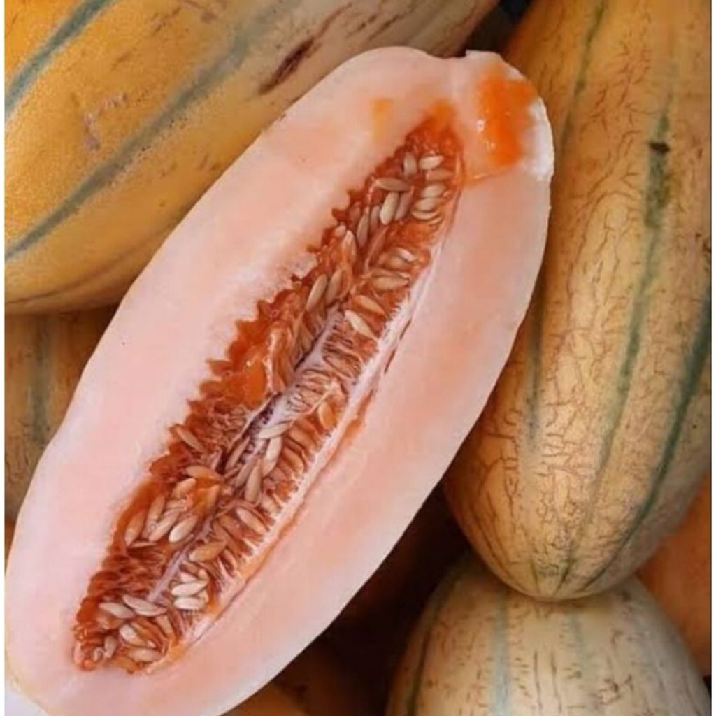 benih/ biji timun mas (50 butir)