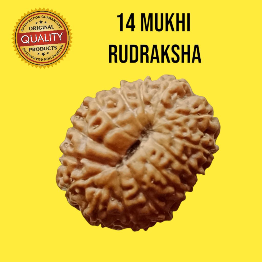 14:Mukhi size 16×13mm