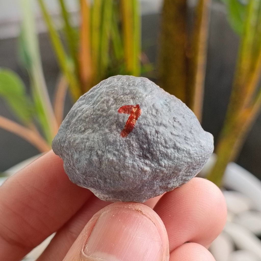 Muncang Adu Manohara JR kode 7