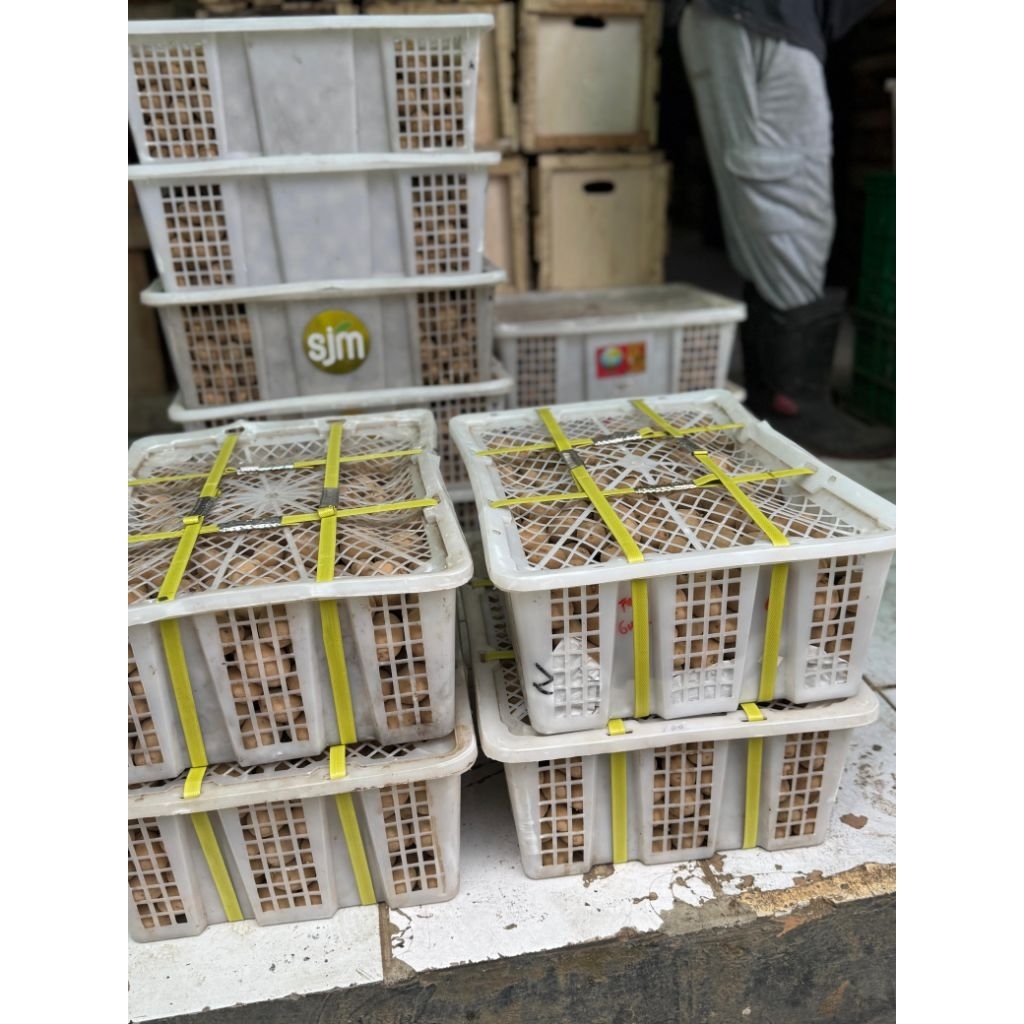 Bibit Granola G2 uk sss Per KG