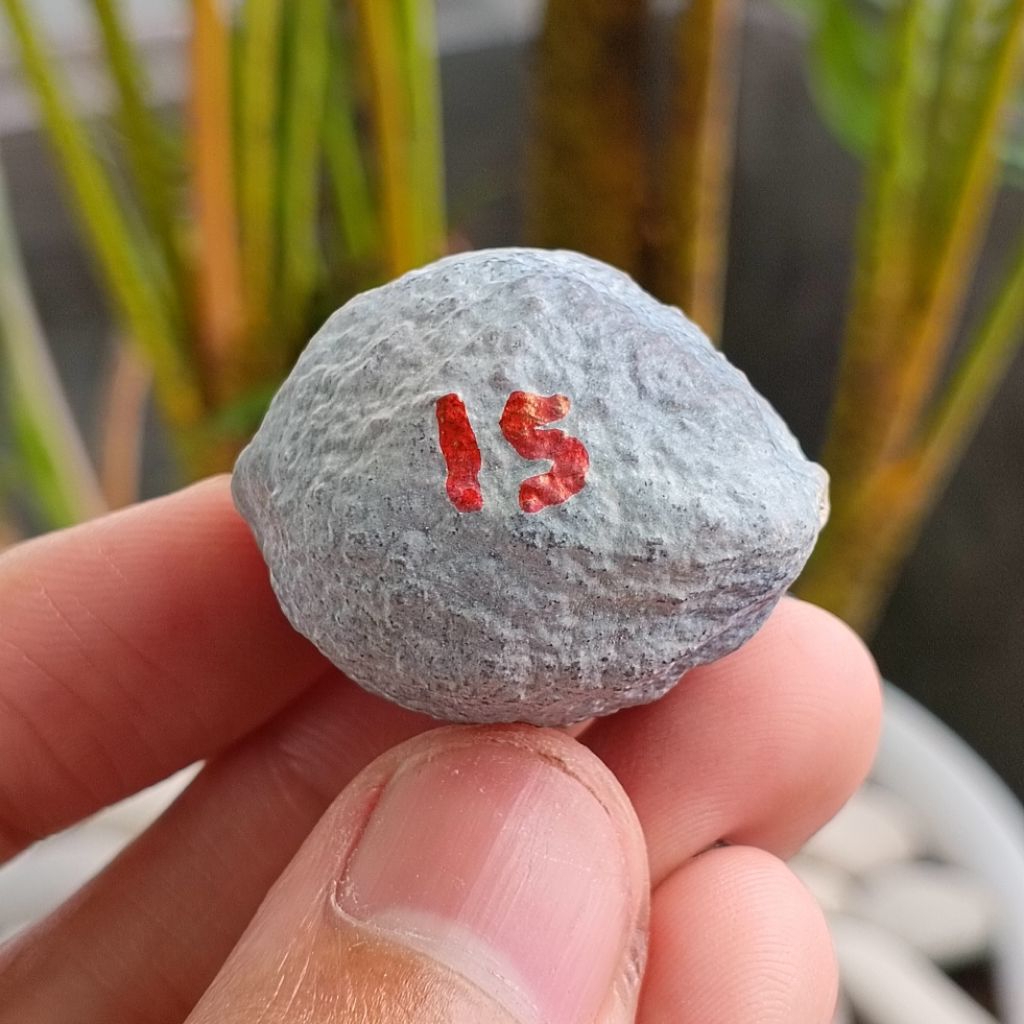 Muncang Adu Manohara JR kode 15