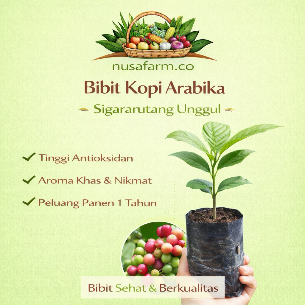 Bibit Kopi Arabika Sigararutang Super Asli Sumatra 100 batang | Kualitas Premium