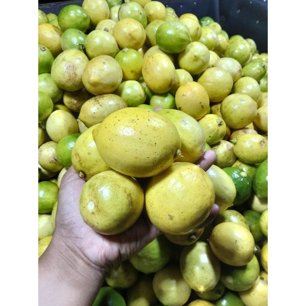 lemon lokal grade A 1 kg