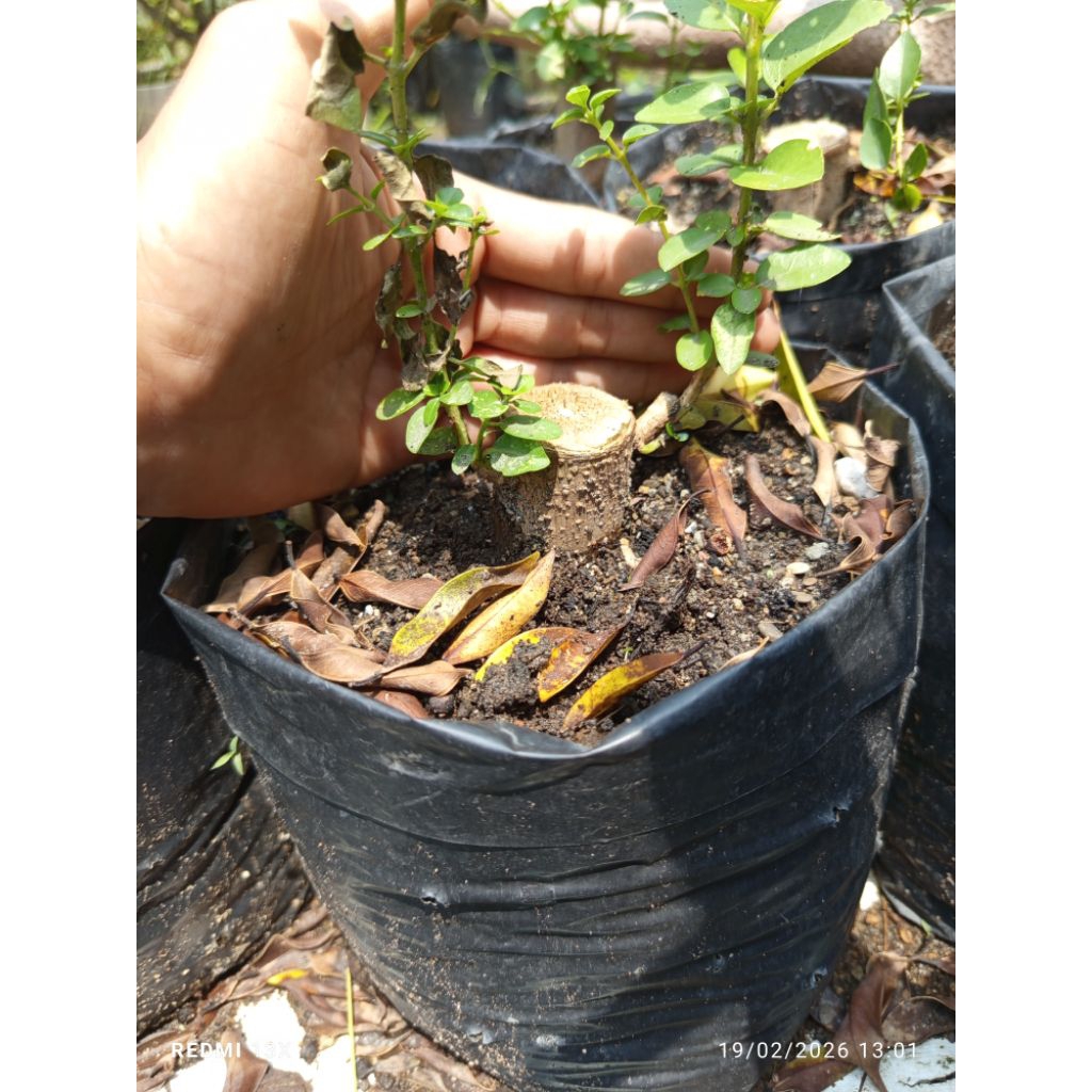 Sancang Hasil Stek Batang Besar & Sudah Berakar Kuat