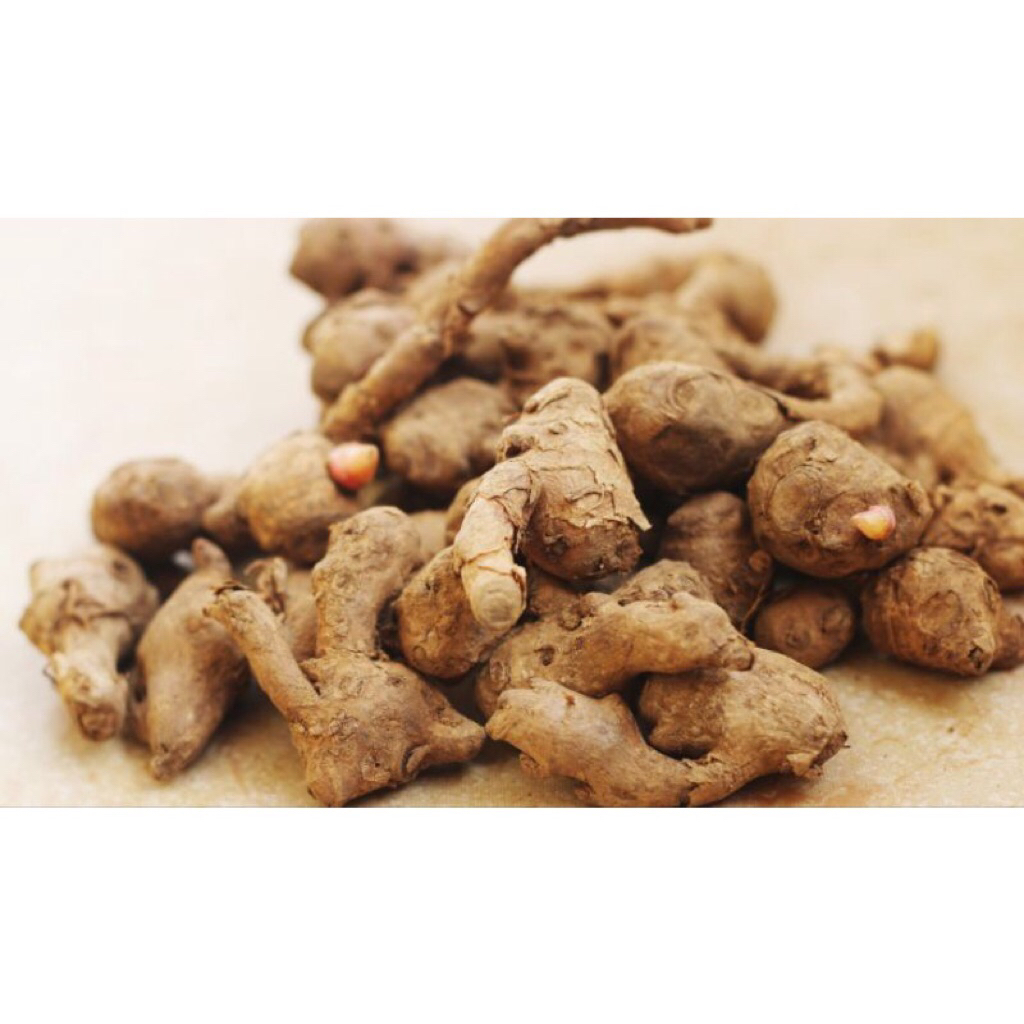 Kunci segar | Temu kunci | Rimpang aromatik | Rempah | Ecer dan grosir