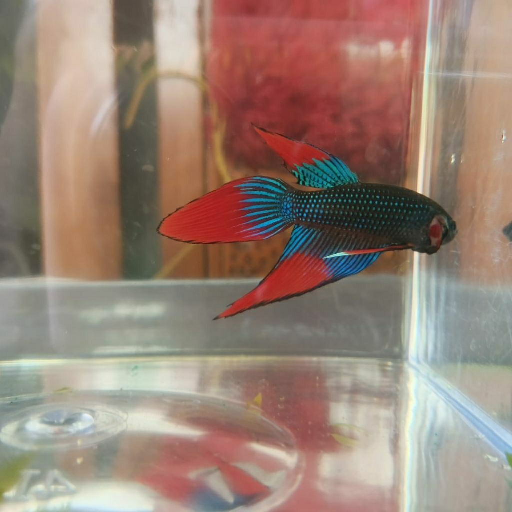 Wild Betta Imbellis Longfin Green