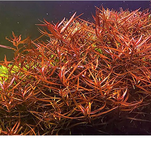 Ludwigia Brevipes