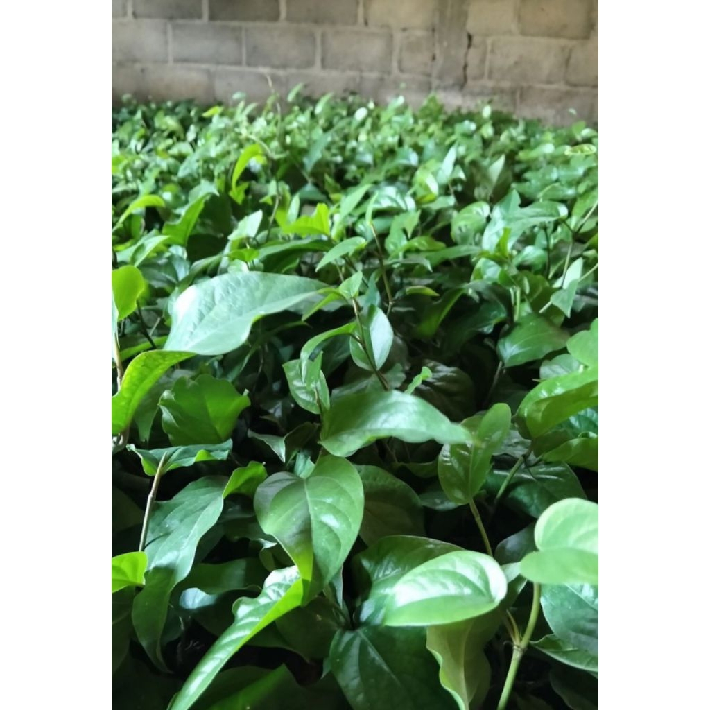 BIBIT CABE JAWA HIBRIDA