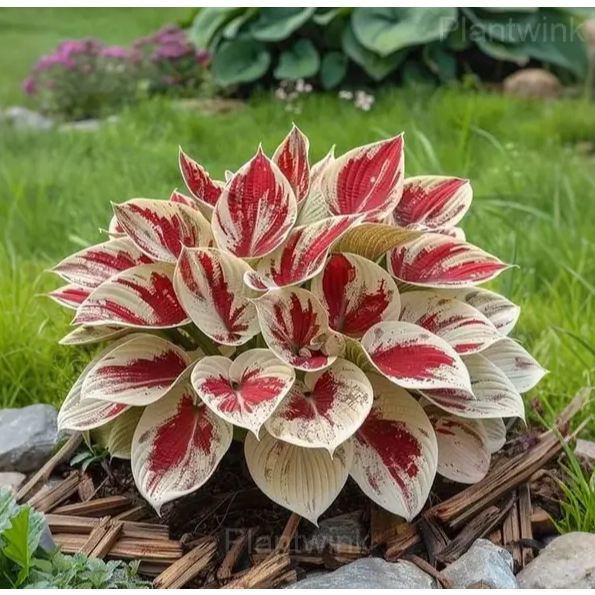 BB166 Benih Import Daun Hosta Blanco Rojo Isi 15 Biji Premium Asli Kemasan Repack