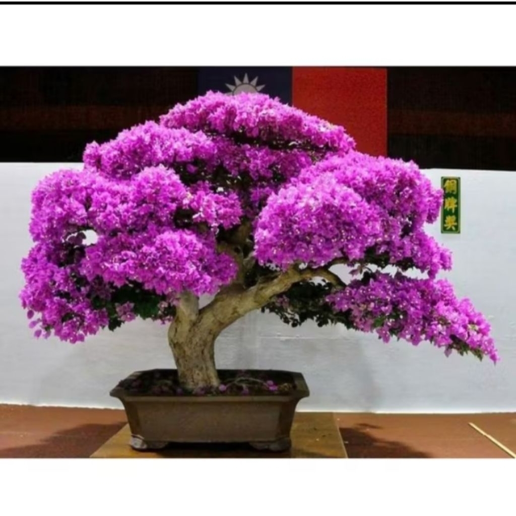 Bunga Asoka Ungu / Tanaman Hias Hidup Soka Jepang - Bunga Asoka - Bunga Hidup