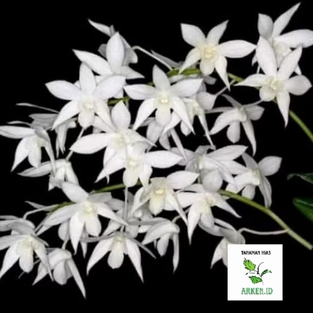 Anggrek Wangi Dendrobium White Grace