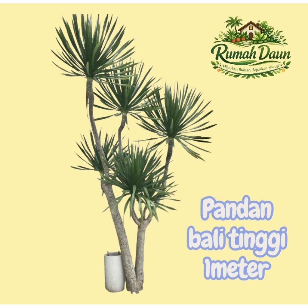 tanaman hias pandan bali 1meter - pohon pandan bali - pandan bali