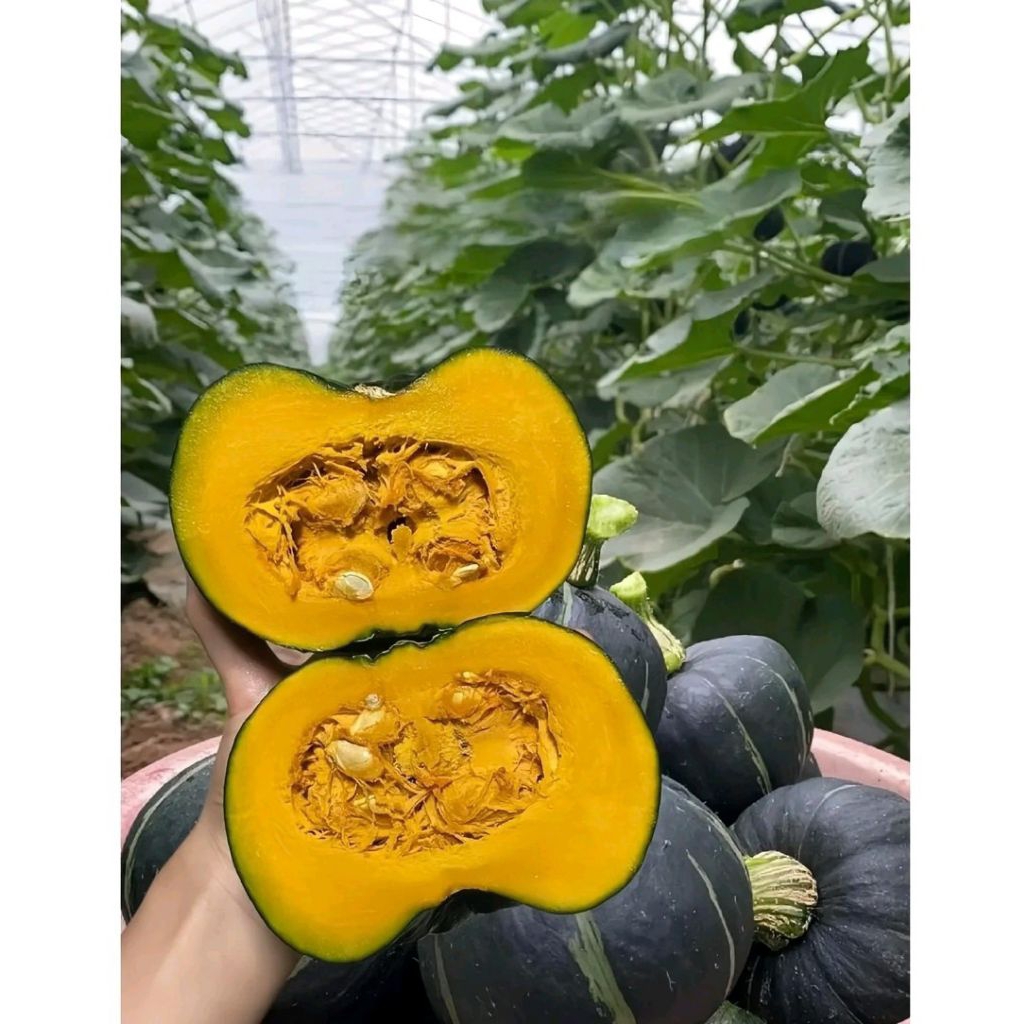 Benih labu madu kabocha super