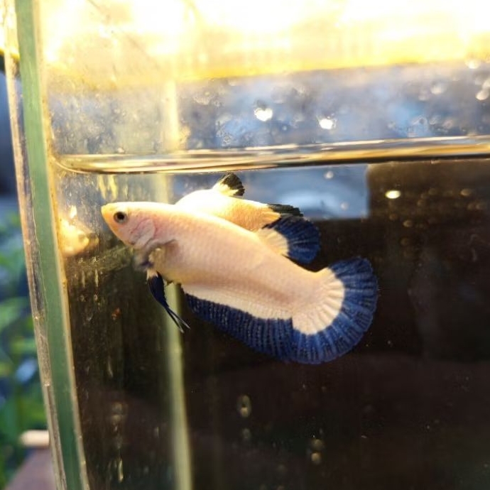 Cupang Blue Rim Betina Siap Kawin/Pijah