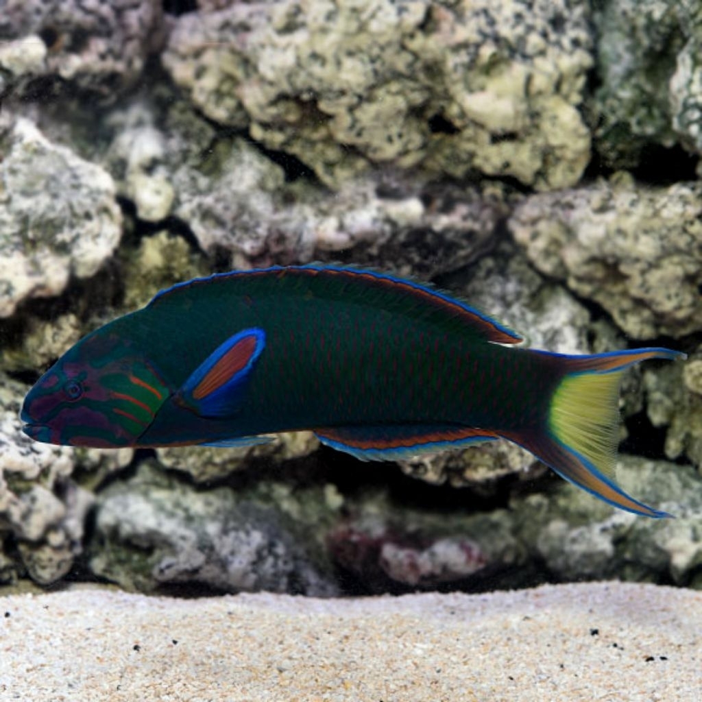 Ikan Hias Air Laut Keling Thalasoma (Lyretail Wrasse)