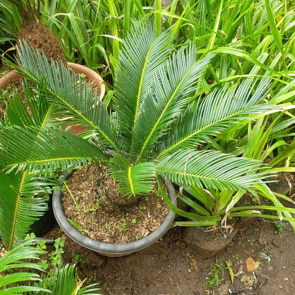 Palem sikas Bonggol Masih Ukuran Remaja - Tanaman Hias Palem Sikas