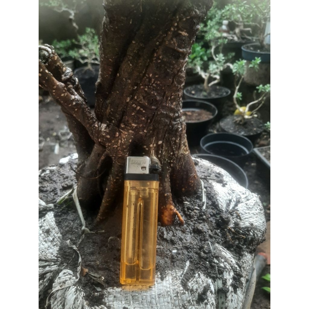 Bonsai Bahan Kimeng Gabungan Natural