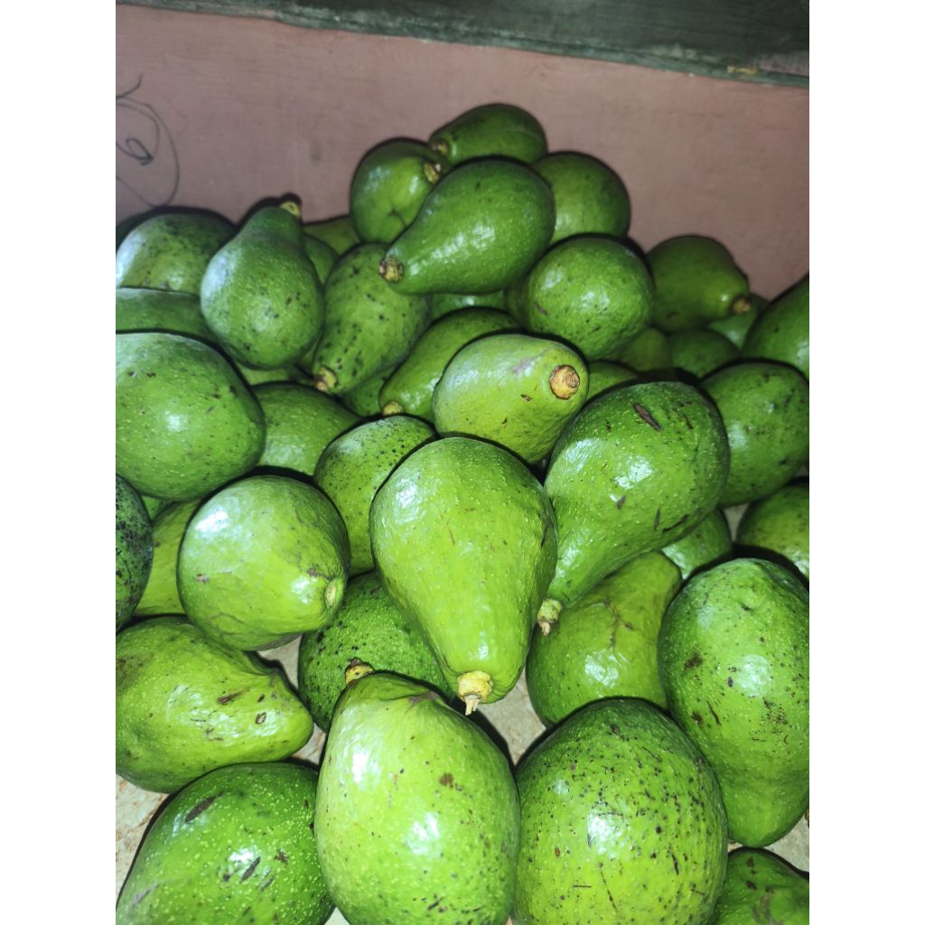 Alpukat mentega 1kg