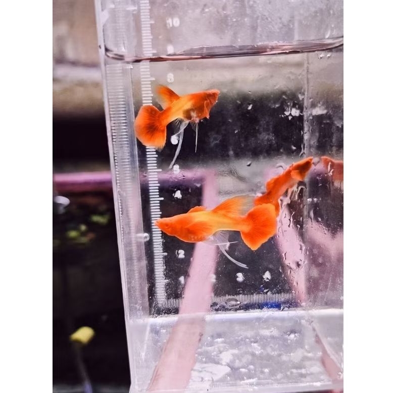 Hiasan Dinding Albino Koi Red Ear Ribbon