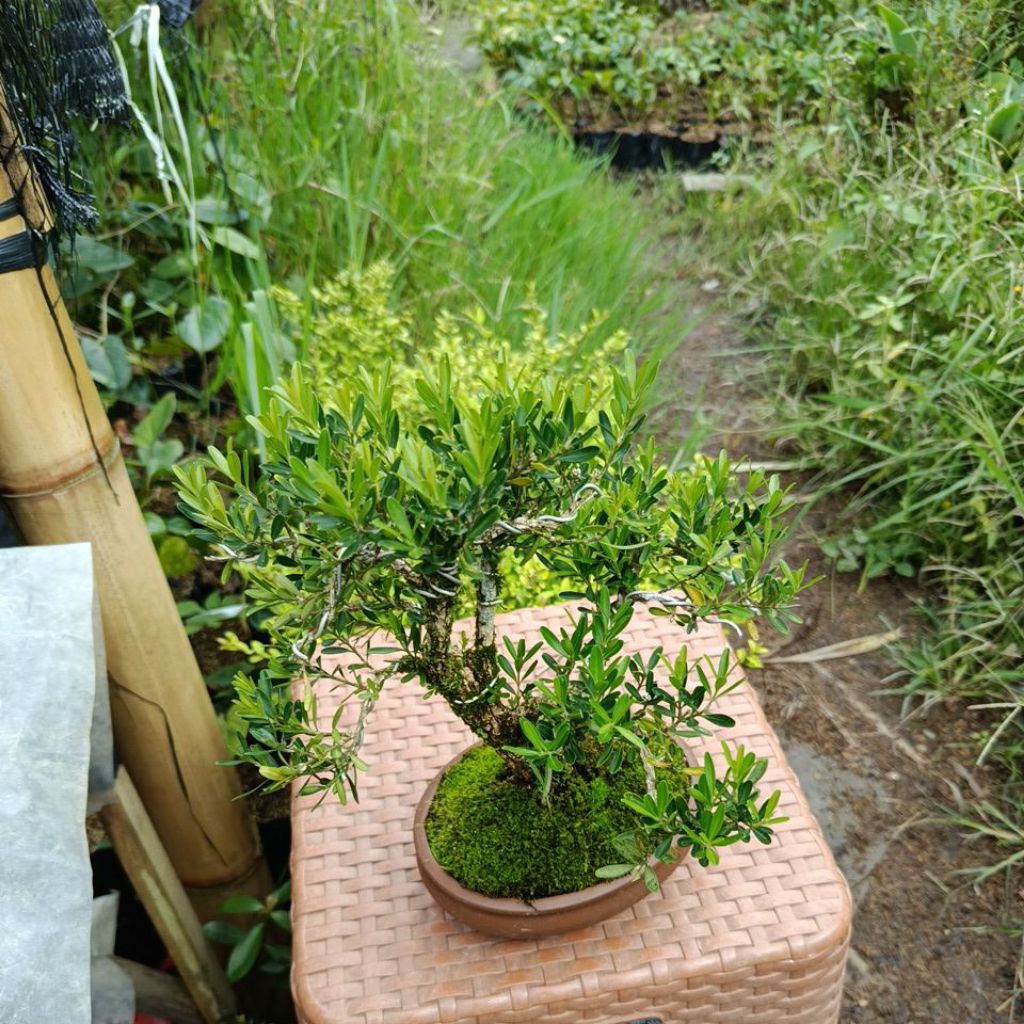 Bonsai Pohon Boxus Tinggi 25cm Siap Pajang