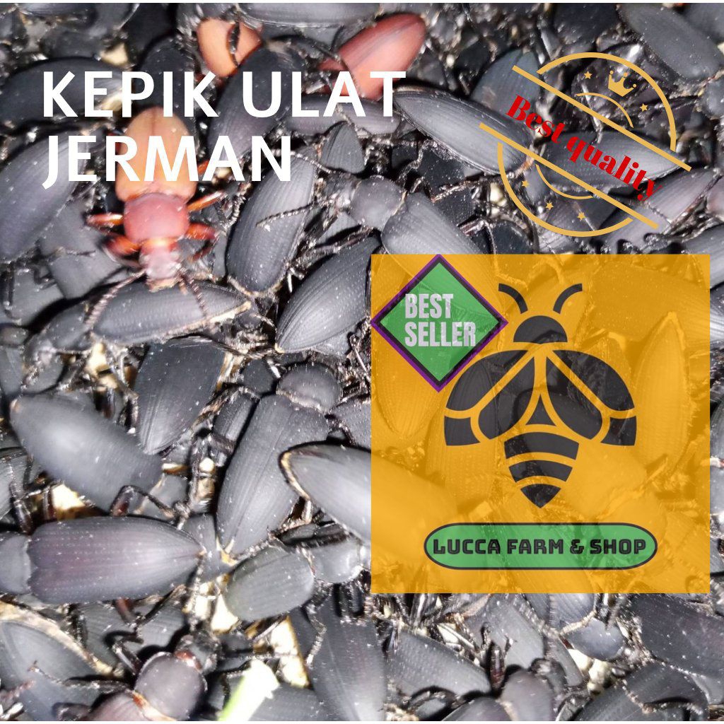 MURAH+BONUS 100-500 KEPIK/KUMBANG ULAT JERMAN FRESH DAN BERKUALITAS