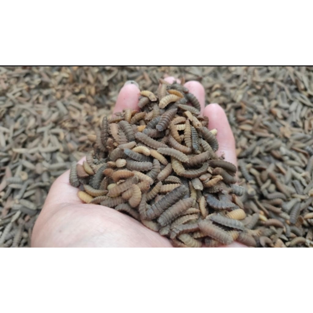 Prepupa maggot BSF 1kg (Black Soldier Fly) | kualitas terbaik