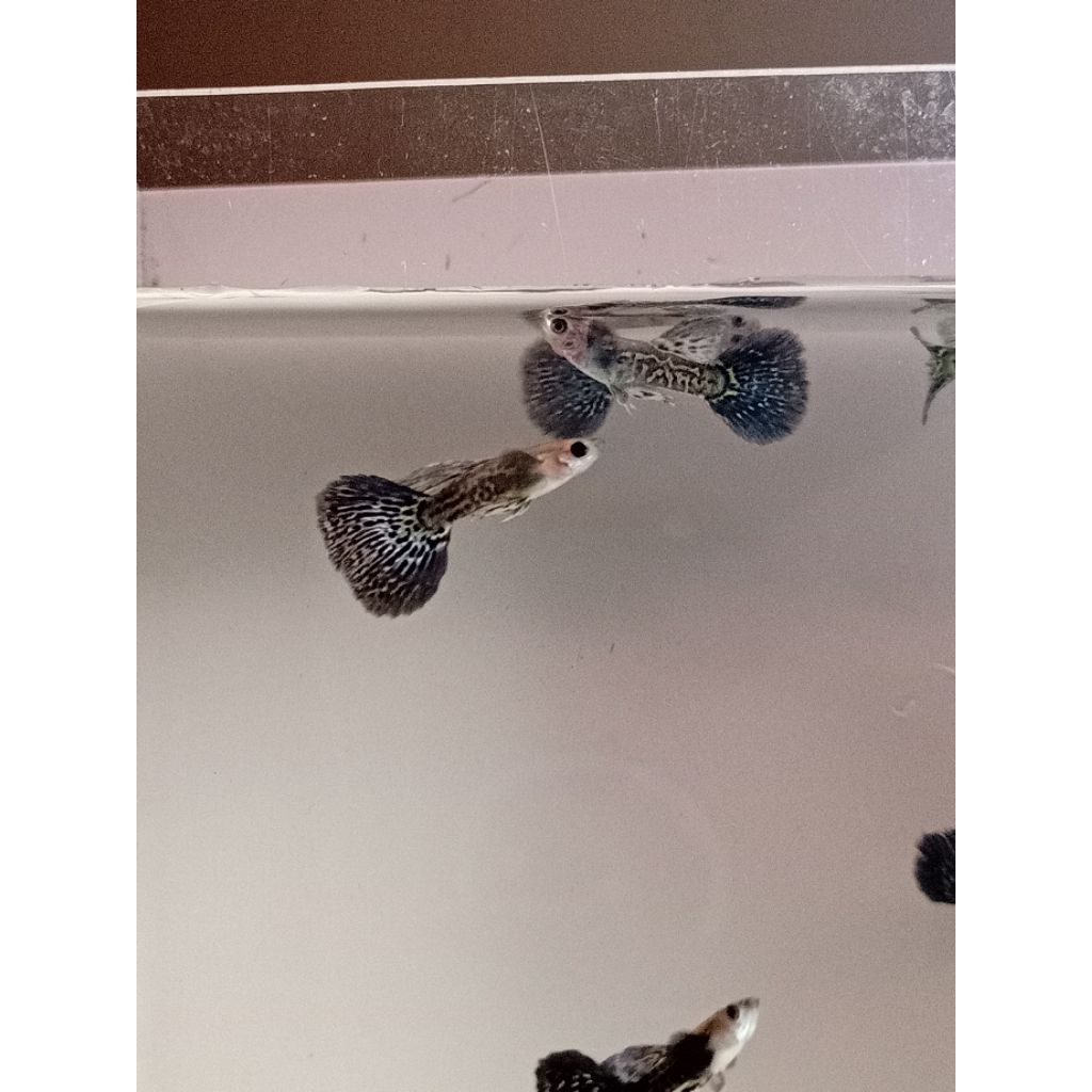 Hiasan Aquarium Guppy Blue Dragon Satu Ekor Jantan Ukuran S, Usia 3 Bulan.