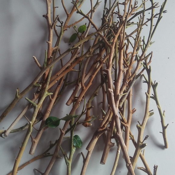 Entres Kelengkeng Merah