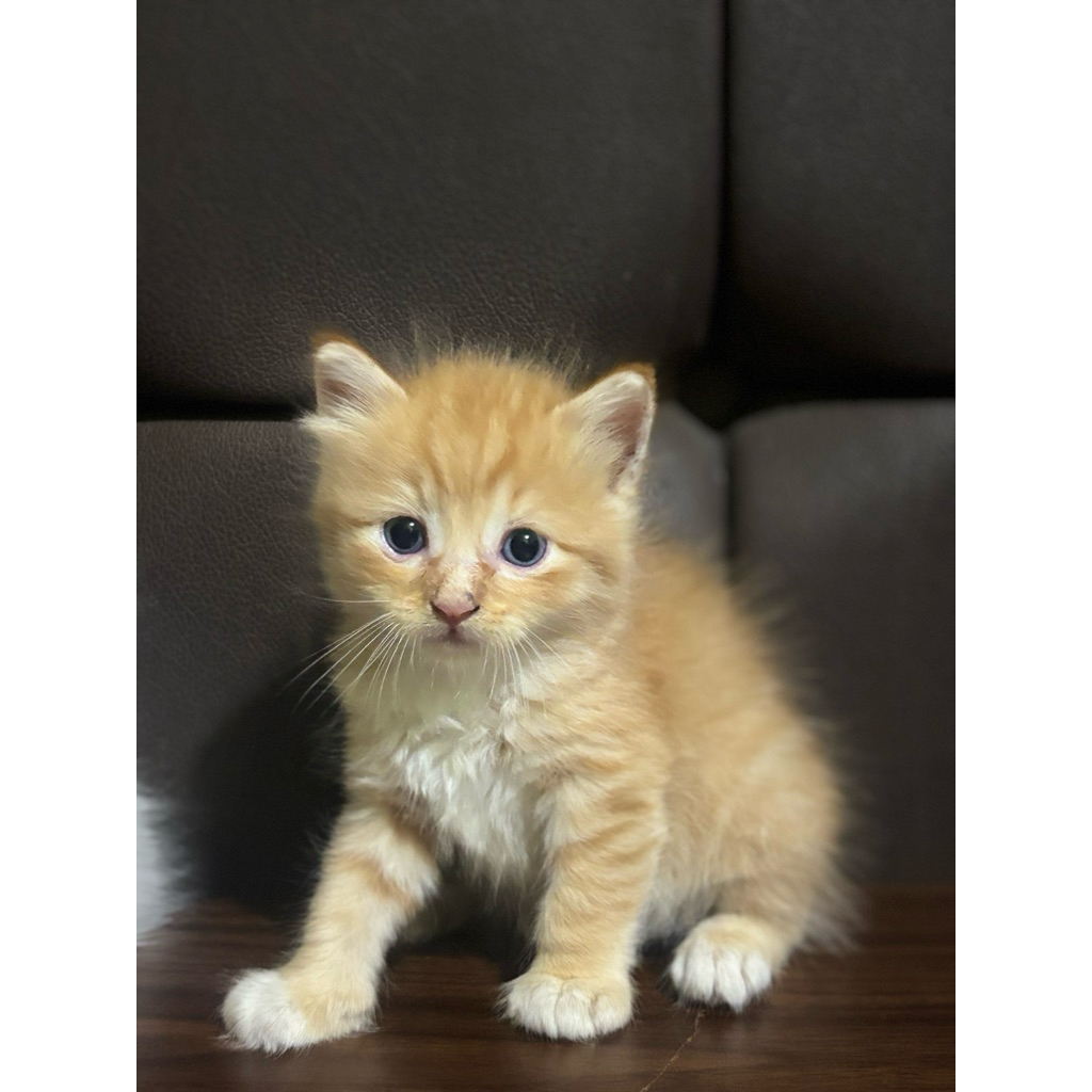 Kucing Persia | Kucing Himalaya Jantan Kucing Persia Himalaya