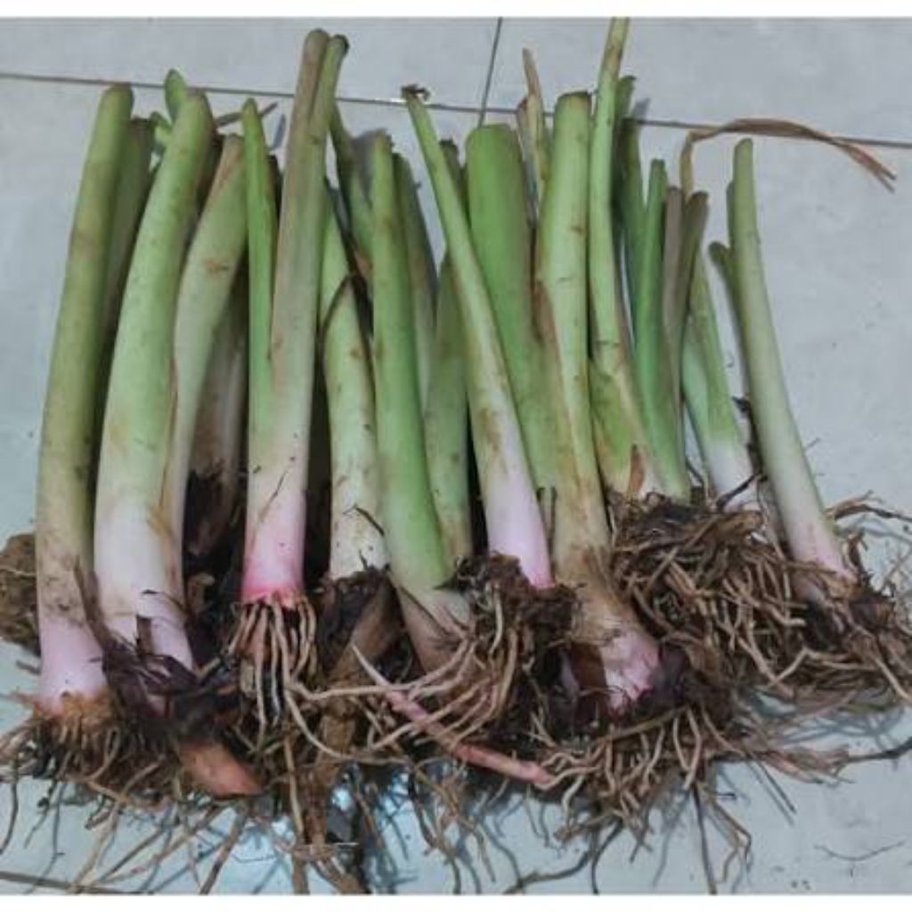 bibit talas Bogor Pratama 1 isi 10 batang