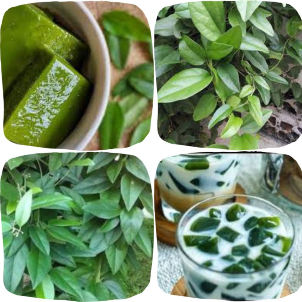 Beli 4Gratis 1,Bibit Cincau Rambat Siap Tanam