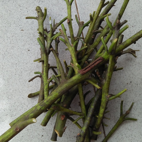 entres / pucuk tunas / batang segar alpukat kelud