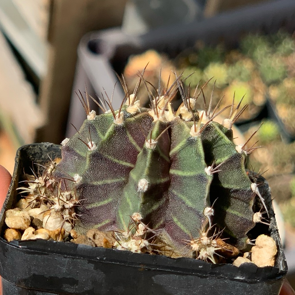 Gymnocalycium LB hybrid dark kaktus gymno rare black skin original ori kaktus tanaman hias langka in